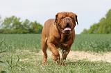 DOGUE DE BORDEAUX 032